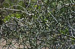 Euphorbia sp Tsingy de Namoroka GPS249 Mad 2015_1340.jpg